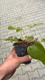 Phlomus pg, Ophalen of Verzenden, Volle zon