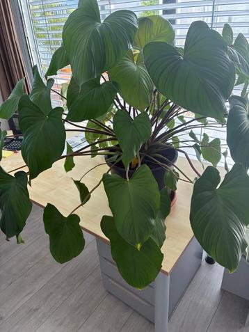 Homalomena rubescens Maggy beschikbaar voor biedingen