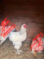 Haan brahma, Dieren en Toebehoren, Mannelijk, Kip