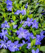 Vinca Minor | Maagdenpalm | Chemievrij | P9, Bodembedekkers, Vaste plant, Ophalen of Verzenden, Halfschaduw