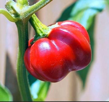 Zaden Peper Pumpkin Chïlï - Capsicum baccatum beschikbaar voor biedingen