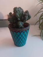 Cactus evt met glazen pot, Cactus, Minder dan 100 cm, Ophalen of Verzenden, In pot