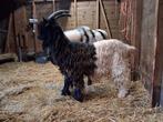 Wallische bok stamboek, Dieren en Toebehoren, Mannelijk, Geit
