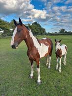 Drachtige merrie met veulen, Dieren en Toebehoren, Paarden, Merrie