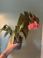 Begonia white ice, volgroeide plant uit stekken, Ophalen of Verzenden, Overige soorten, Minder dan 100 cm