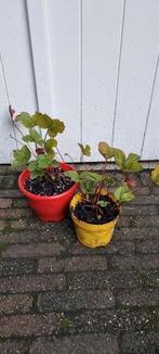 Lambada aardbeienplanten, Ophalen, Volle zon