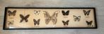 Vintage Taxidermie Vlinders in Lijst, Ophalen, Gebruikt, Insect, Opgezet dier