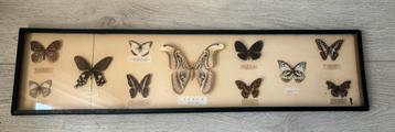 Vintage Taxidermie Vlinders in Lijst beschikbaar voor biedingen