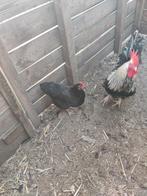 1 kip en 1 haan, Dieren en Toebehoren, Vogels | Overige Vogels, Meerdere dieren