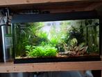 Aquarium 80 x 40 x 35, Dieren en Toebehoren, Ophalen, Gebruikt, Gevuld zoetwateraquarium