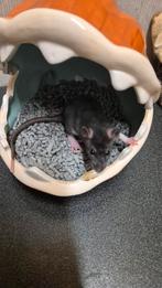 4 knappe dames ratjes 8wkn oud, Rat, Juni, Vrouwelijk, Tam