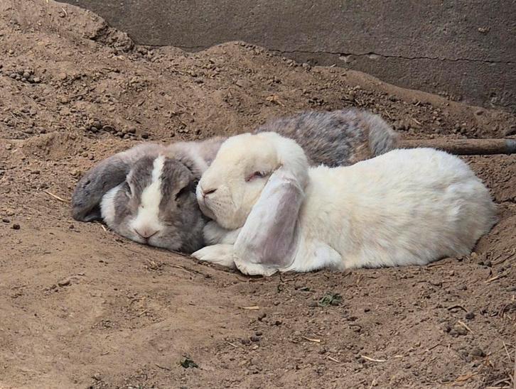 Franse hangoren koppel (Antwerpen), Dieren en Toebehoren, Konijnen, Groot, Meerdere dieren