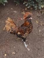 Kuif hoender, Dieren en Toebehoren, Pluimvee, Mannelijk, Kip