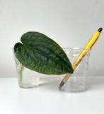 Anthurium radicans stek botanisch aroid echt true, Huis en Inrichting, Kamerplanten, Ophalen of Verzenden