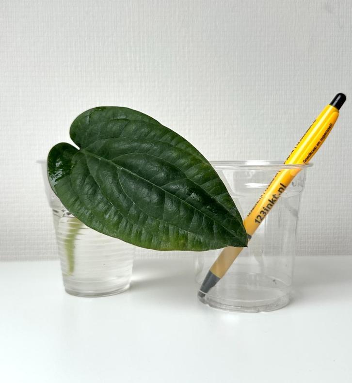 Anthurium radicans stek botanisch aroid echt true, Huis en Inrichting, Kamerplanten, Ophalen of Verzenden