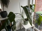 Mooie strelitzia Nicolai, Groene kamerplant, Ophalen, Overige soorten, Halfschaduw