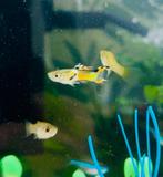 2 man Endlerguppen, Vis