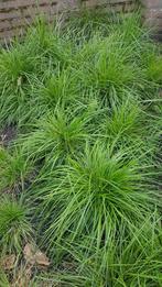 S winters groen Siergrassen met mooie are, Tuin en Terras, Planten | Tuinplanten, Siergrassen, Ophalen