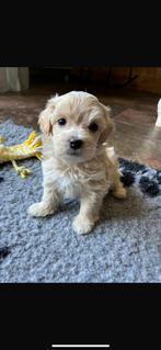 Prachtige Maltipoo pups! (Maltezer x poedel), CDV (hondenziekte), 8 tot 15 weken, Meerdere, Meerdere dieren