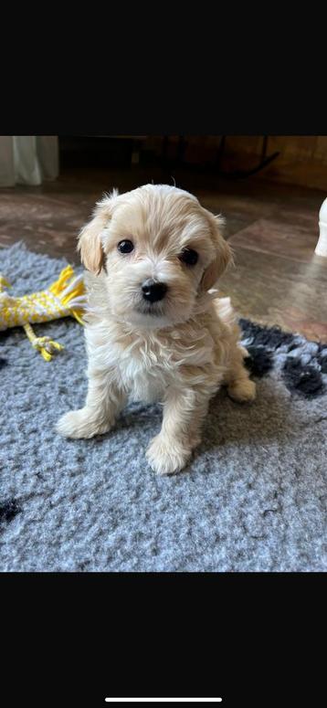 Prachtige Maltipoo pups! (Maltezer x poedel) beschikbaar voor biedingen