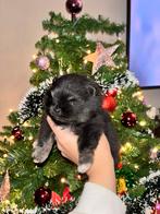 Pomeriaan pup, Dieren en Toebehoren, Reu, 8 tot 15 weken, Eén hond, Nederland