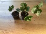 aardbei stek, Tuin en Terras, Planten | Tuinplanten, Volle zon, Vaste plant, Lente, Ophalen