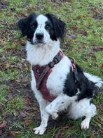 Border collie/ friese stabij kruising zoekt ervaren baas, 1 tot 2 jaar, Teef, Parvo, Eén hond