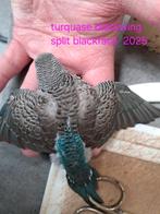 Mooie blackwings te koop, Meerdere dieren, Parkiet, Geringd