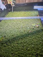 Drijfplant voor in aquarium., Ophalen, Plant(en), Steen of Hout