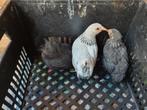 Wynadotte kuikens, Dieren en Toebehoren, Pluimvee, Meerdere dieren, Kip