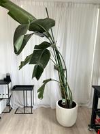Strelitzia Nicola inclusief pot, Groene kamerplant, Ophalen, Overige soorten, 200 cm of meer