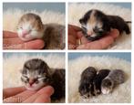 Prachtige kittens, liefdevol opgegroeid met kids en hond, Dieren en Toebehoren, Katten en Kittens | Overige Katten, Meerdere dieren