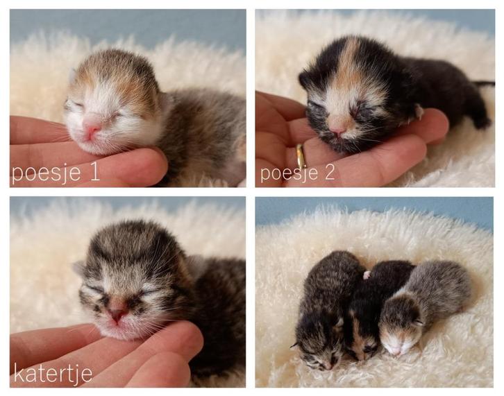Prachtige kittens, liefdevol opgegroeid met kids en hond, Dieren en Toebehoren, Katten en Kittens | Overige Katten, Kortharig