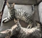 2 lieve europese korthaar kittens - 5 maanden, Dieren en Toebehoren, Katten en Kittens | Raskatten | Korthaar, Meerdere dieren