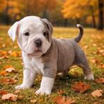 ,old english bulldog reu mag nest verlaten !, Dieren en Toebehoren, Honden | Bulldogs, Pinschers en Molossers, Bulldog, Meerdere
