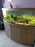 Te koop groot aquarium 2 meter, Ophalen of Verzenden, Zo goed als nieuw