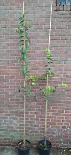 Heptacodium miconioides, zevenzonenboom, Tuin en Terras, Planten | Bomen, Ophalen, Volle zon, Overige soorten