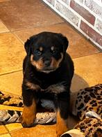 rottweiler pups uit erkende kennel 40 jaar ervaring, Dieren en Toebehoren, Honden | Bulldogs, Pinschers en Molossers, Nederland