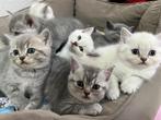 Britse korthaar kittens, Dieren en Toebehoren, Meerdere dieren, 0 tot 2 jaar