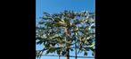 bladhoudende leibomen groenblijvende leiboom leilindes, Tuin en Terras, Planten | Bomen, Leiboom, Ophalen of Verzenden