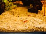Hobby garnaaltjes, Dieren en Toebehoren, Vissen | Aquariumvissen, Kreeft, Krab of Garnaal