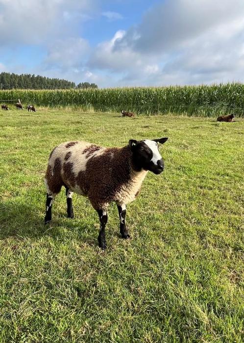 Baggerbonte stamboek dekram, zwoeger en scrapie vrij te koop, Dieren en Toebehoren, Schapen, Geiten en Varkens, Schaap, Mannelijk