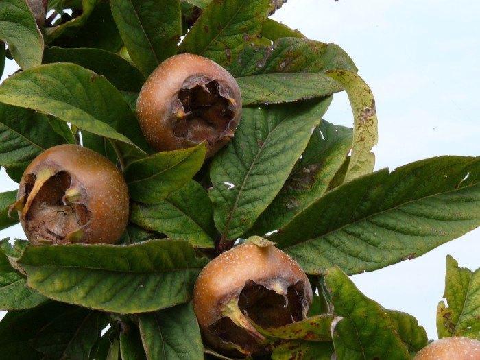 FRUIT Mespilus germanica Mispel voedseltuin voedselbos, Tuin en Terras, Planten | Tuinplanten, Vaste plant, Fruitplanten, Volle zon