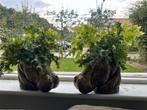 Bloempotten inc plant, Ophalen, Rond, Zo goed als nieuw, Minder dan 25 cm