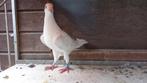 Rode ooievaar, overnachtsoort B. Hanno, Dieren en Toebehoren, Vogels | Duiven, Mannelijk, Postduif