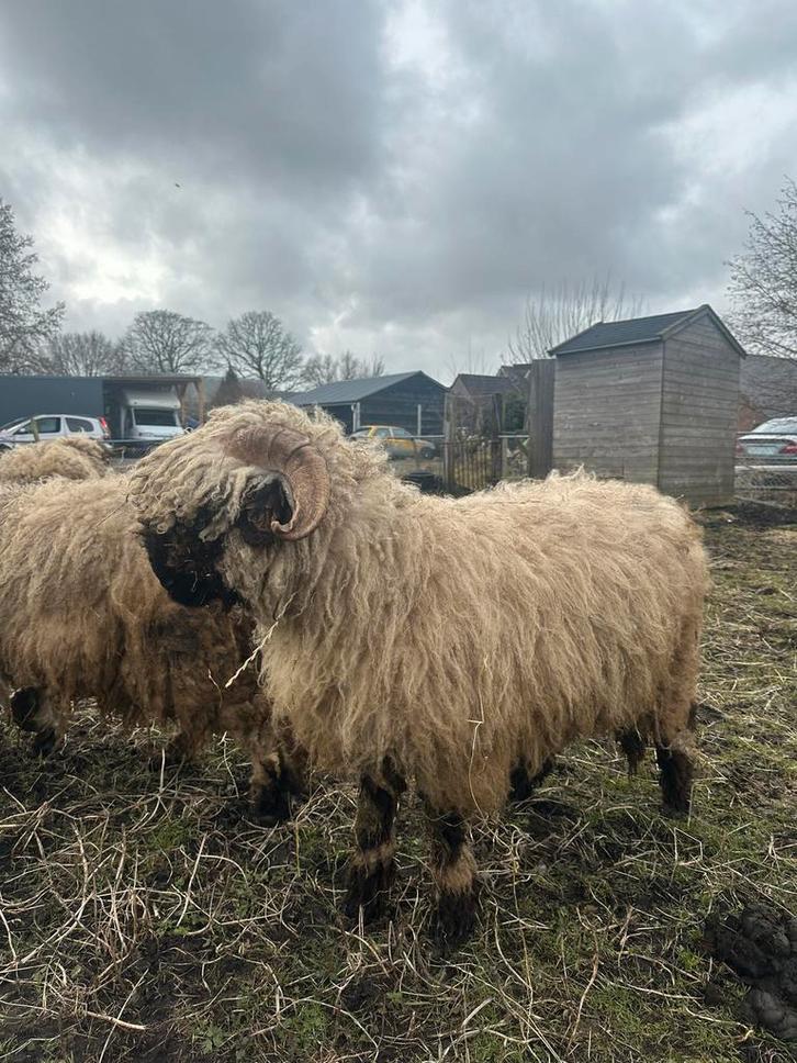 Walliser schwarznase ram, Dieren en Toebehoren, Schapen, Geiten en Varkens, Schaap, Mannelijk