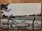 Fotokaart Harkstede - Hertenkamp, Ophalen of Verzenden, Ongelopen, Groningen
