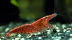 Red, brown, green en blue cherry bee's garnalen mix, Dieren en Toebehoren, Vissen | Aquariumvissen, Kreeft, Krab of Garnaal, Zoetwatervis