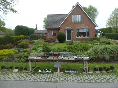 Diverse vaste planten en enkele struiken, Tuin en Terras, Planten | Tuinplanten, Vaste plant, Overige soorten, Volle zon, Zomer