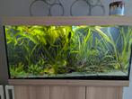 Aquarium planten, Dieren en Toebehoren, Vissen | Aquaria en Toebehoren, Ophalen of Verzenden, Gebruikt, Plant(en), Steen of Hout